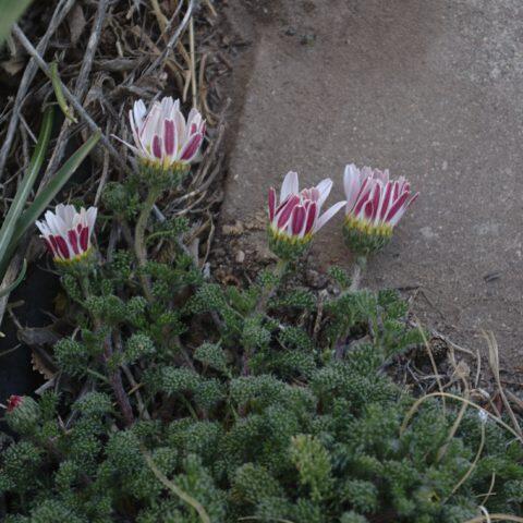 Kruhovník rozprostřený 'Garden Gnome' - Anacyclus depressus 'Garden Gnome'