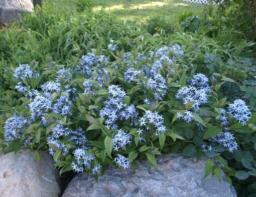 Amsónie tabernaemontana - Amsonia tabernaemontana