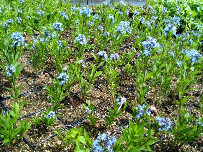 Amsónie tabernaemontana - Amsonia tabernaemontana