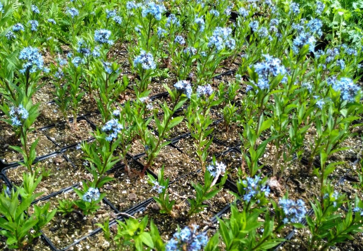 Amsónie tabernaemontana - Amsonia tabernaemontana