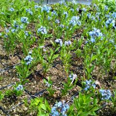 Amsónie tabernaemontana - Amsonia tabernaemontana