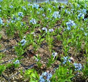 Amsónie tabernaemontana - Amsonia tabernaemontana