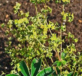 Kontryhel laločnatý