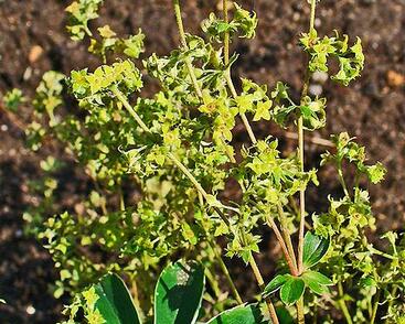 Kontryhel laločnatý