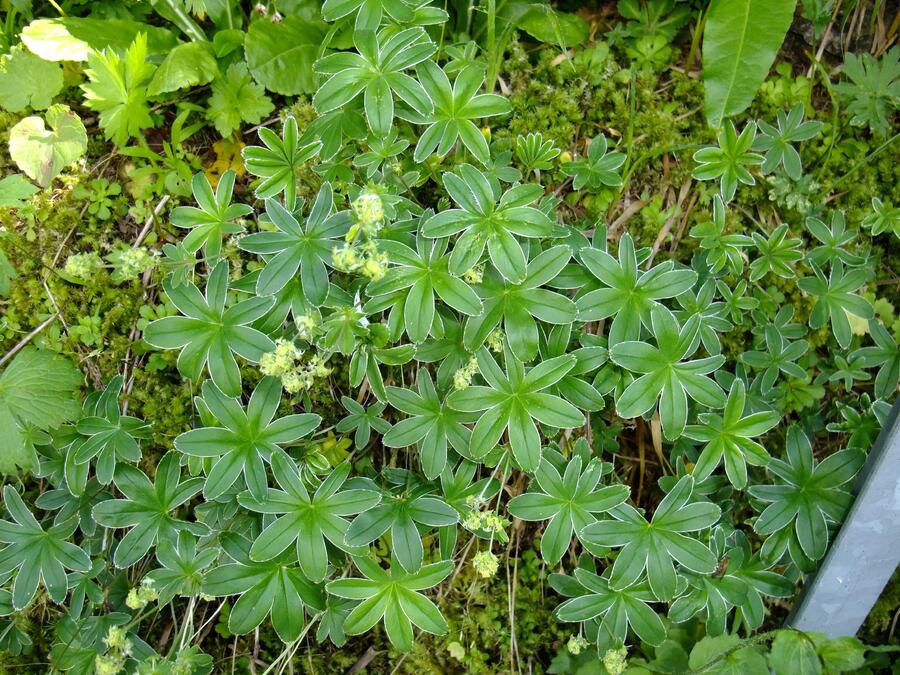Kontryhel laločnatý - Alchemilla conjuncta