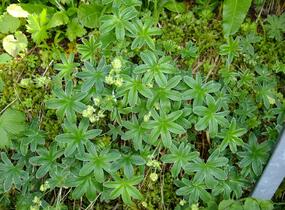 Kontryhel laločnatý - Alchemilla conjuncta