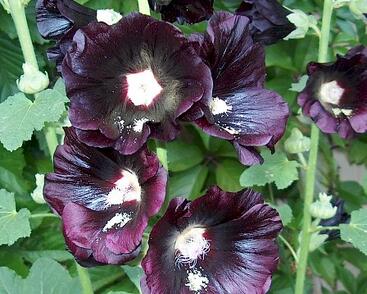 Topolovka růžová nigra plena