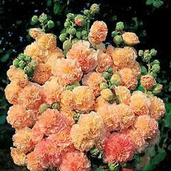 Topolovka růžová 'Chater's Salmon'