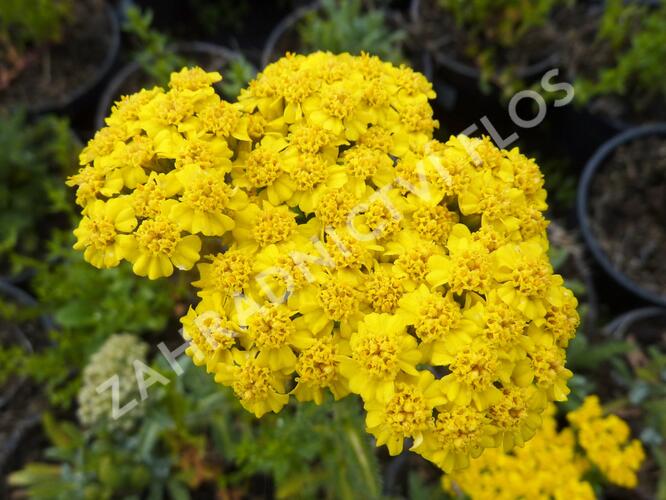 Řebříček plstnatý 'Golden Fleece' - Achillea tomentosa 'Golden Fleece'