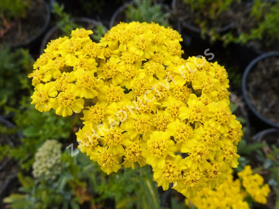Řebříček plstnatý 'Golden Fleece' - Achillea tomentosa 'Golden Fleece'