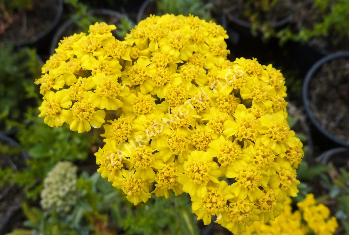Řebříček plstnatý 'Golden Fleece' - Achillea tomentosa 'Golden Fleece'