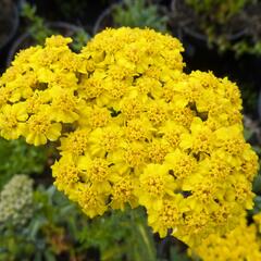 Řebříček plstnatý 'Golden Fleece' - Achillea tomentosa 'Golden Fleece'