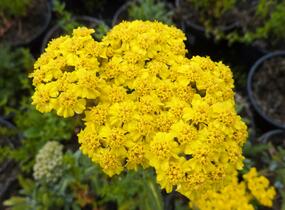 Řebříček plstnatý 'Golden Fleece' - Achillea tomentosa 'Golden Fleece'