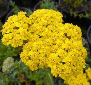 Řebříček plstnatý 'Golden Fleece'