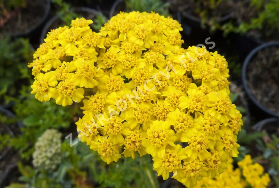 Řebříček plstnatý 'Golden Fleece' - Achillea tomentosa 'Golden Fleece'