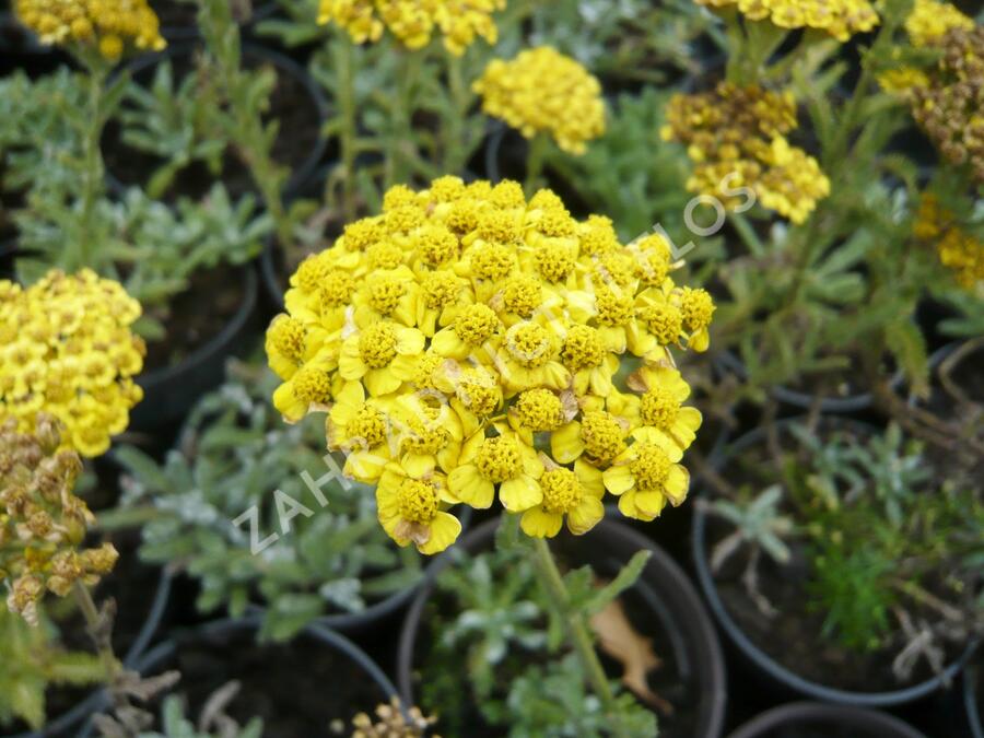 Řebříček plstnatý 'Golden Fleece' - Achillea tomentosa 'Golden Fleece'