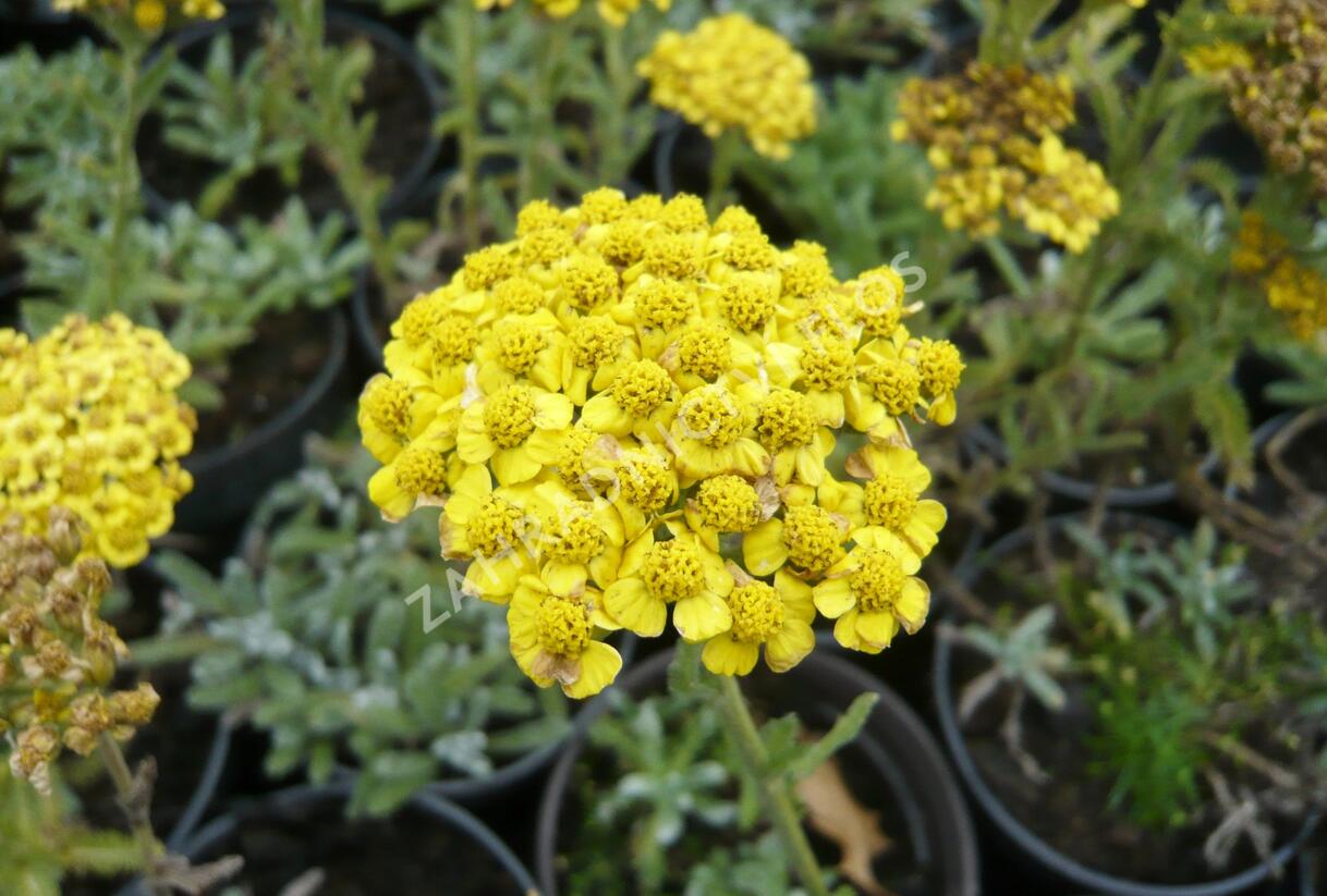 Řebříček plstnatý 'Golden Fleece' - Achillea tomentosa 'Golden Fleece'
