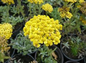 Řebříček plstnatý 'Golden Fleece' - Achillea tomentosa 'Golden Fleece'