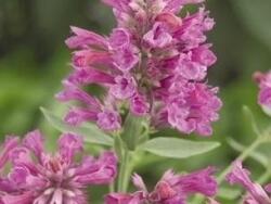 Agastache, meduňkovka astromontanská 'Pink Pop'