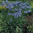 Kalokvět 'Headbourne hybrids' - Agapanthus 'Headbourne hybrids'