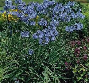 Kalokvět 'Headbourne hybrids'