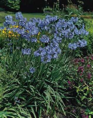 Kalokvět 'Headbourne hybrids' - Agapanthus 'Headbourne hybrids'