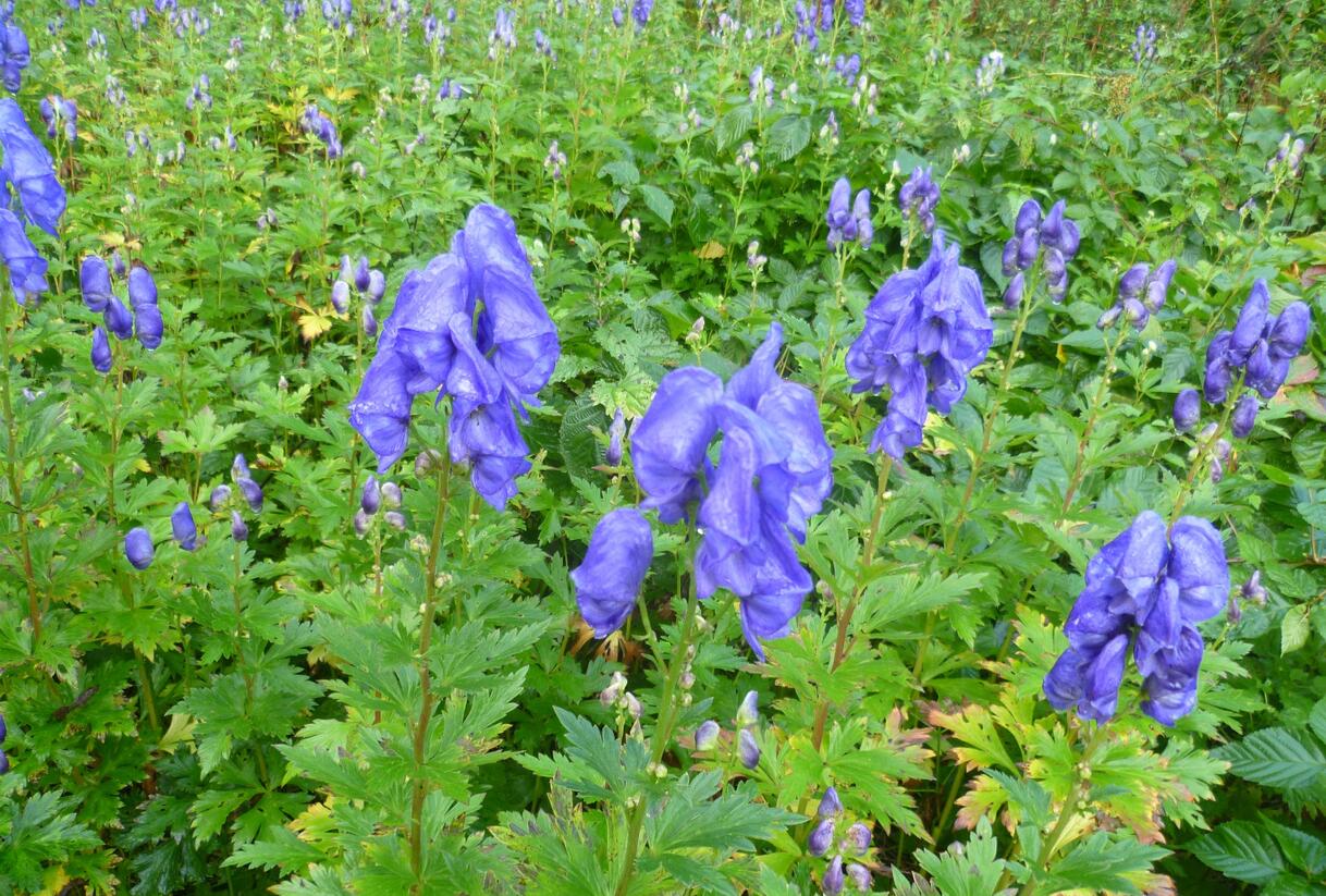 Oměj Carmichaelův - Aconitum carmichaelii var. Wilsonii