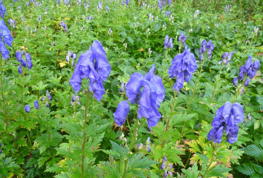 Oměj Carmichaelův - Aconitum carmichaelii var. Wilsonii