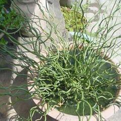 Sítina niťovitá 'Spiralis' - Juncus filiformis 'Spiralis'