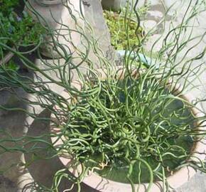 Sítina niťovitá 'Spiralis'