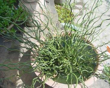 Sítina niťovitá 'Spiralis'