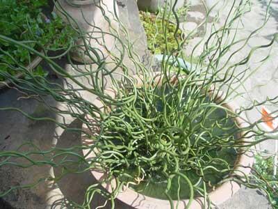 Sítina niťovitá 'Spiralis' - Juncus filiformis 'Spiralis'