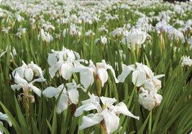Kosatec hladký 'Snowdrift' - Iris laevigata 'Snowdrift'