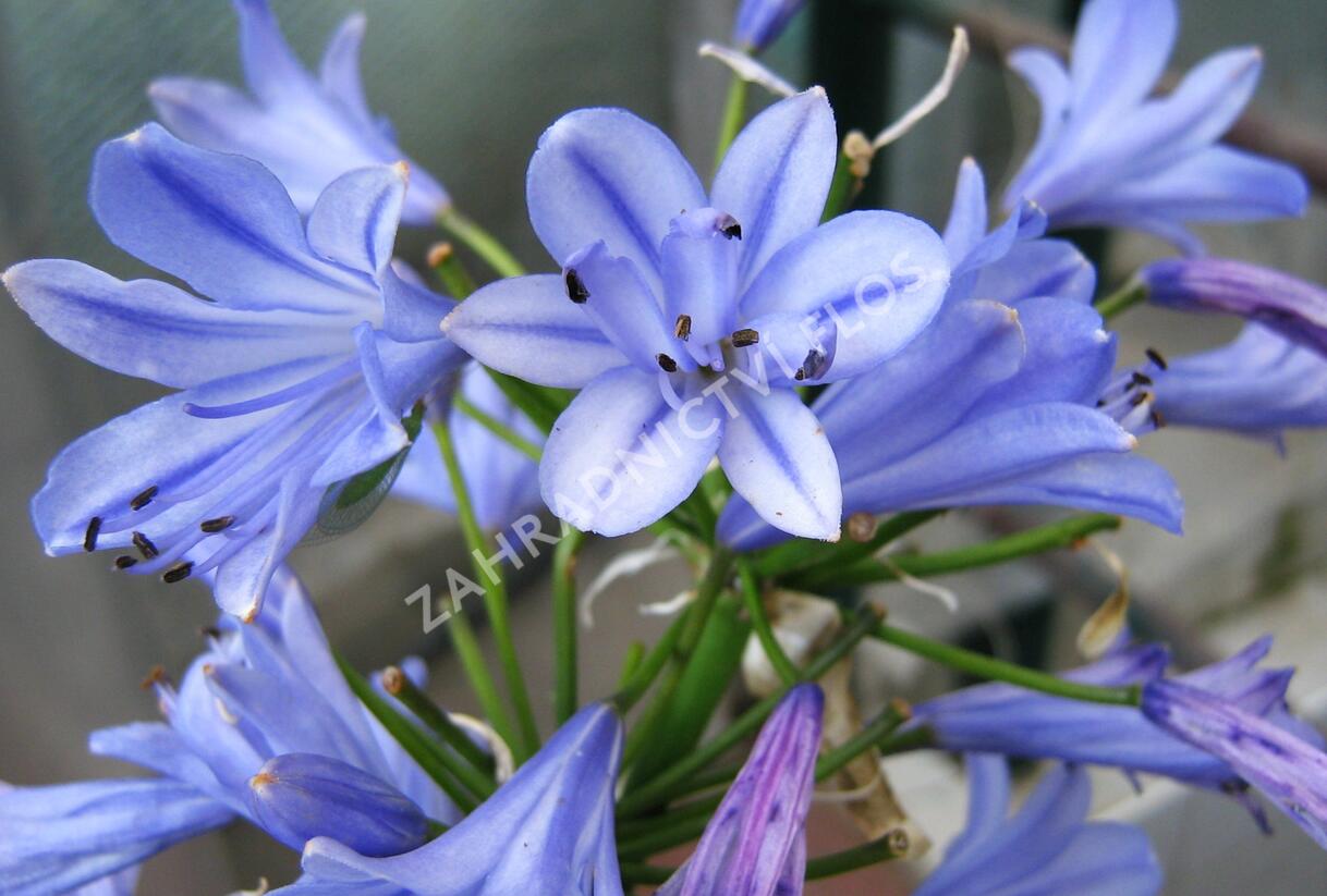 Kalokvět 'Bluestorm' - Agapanthus 'Bluestorm'