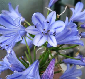 Kalokvět 'Bluestorm'