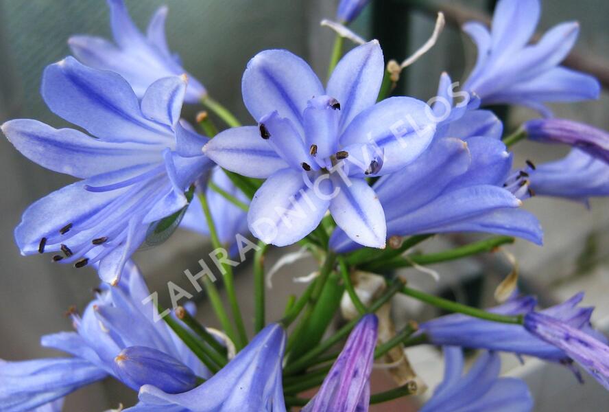 Kalokvět 'Bluestorm' - Agapanthus 'Bluestorm'