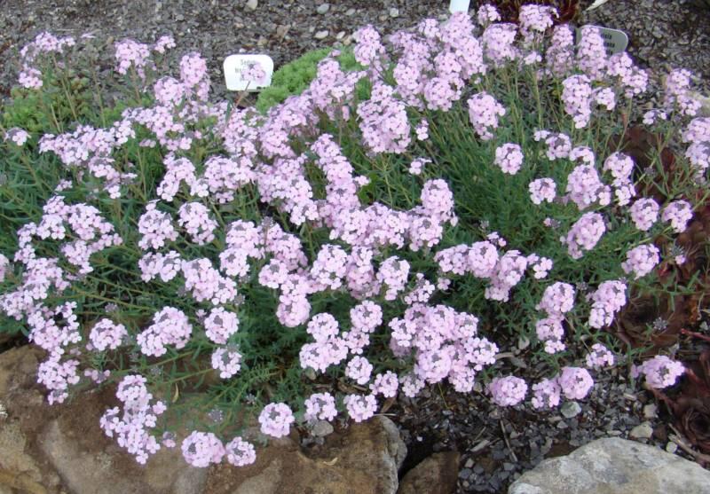 Sivutka srdčitá - Aethionema cordifolium