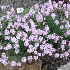 Sivutka srdčitá - Aethionema cordifolium