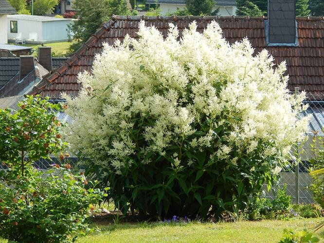 Rdesno 'Johanniswolke' - Aconogonon speciosum 'Johanniswolke'