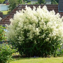 Rdesno 'Johanniswolke' - Aconogonon speciosum 'Johanniswolke'