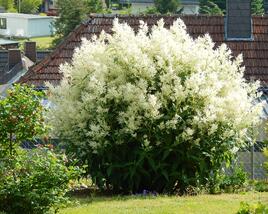 Rdesno 'Johanniswolke'