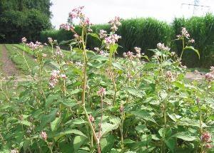 Rdesno zvonkovité - Polygonum campanulatum