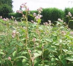Rdesno zvonkovité - Polygonum campanulatum