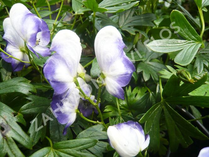 Oměj zahradní 'Bicolor' - Aconitum x cammarum 'Bicolor'