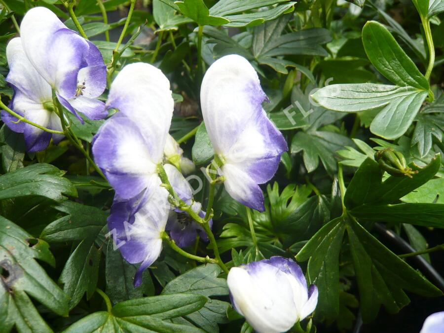 Oměj zahradní 'Bicolor' - Aconitum x cammarum 'Bicolor'