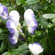 Oměj zahradní 'Bicolor' - Aconitum x cammarum 'Bicolor'