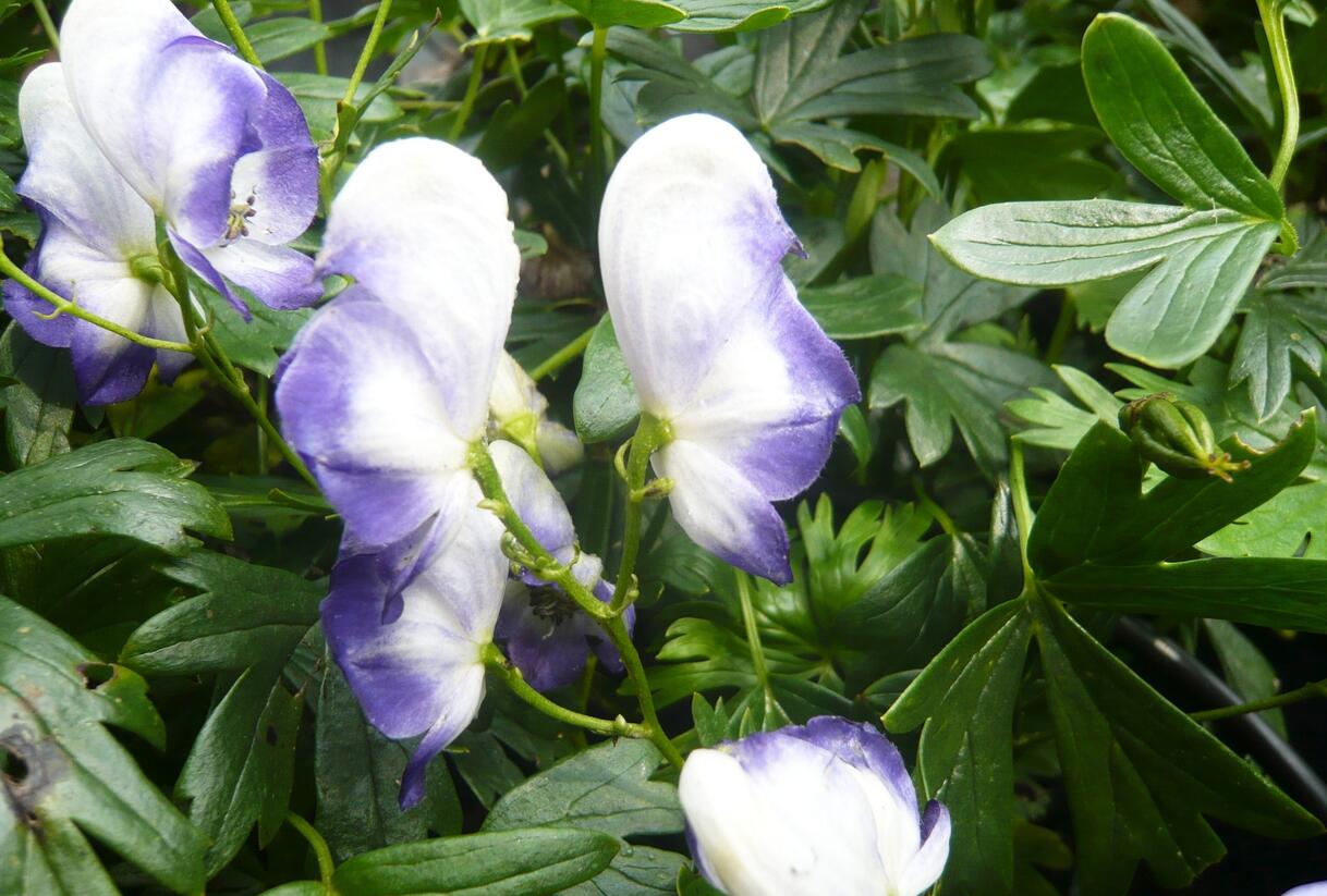 Oměj zahradní 'Bicolor' - Aconitum x cammarum 'Bicolor'