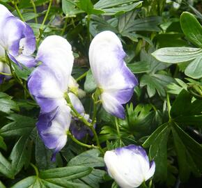 Oměj zahradní 'Bicolor'