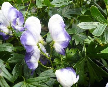 Oměj zahradní 'Bicolor'