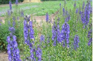 Oměj horský 'Kleiner Ritter' - Aconitum napellus 'Kleiner Ritter'